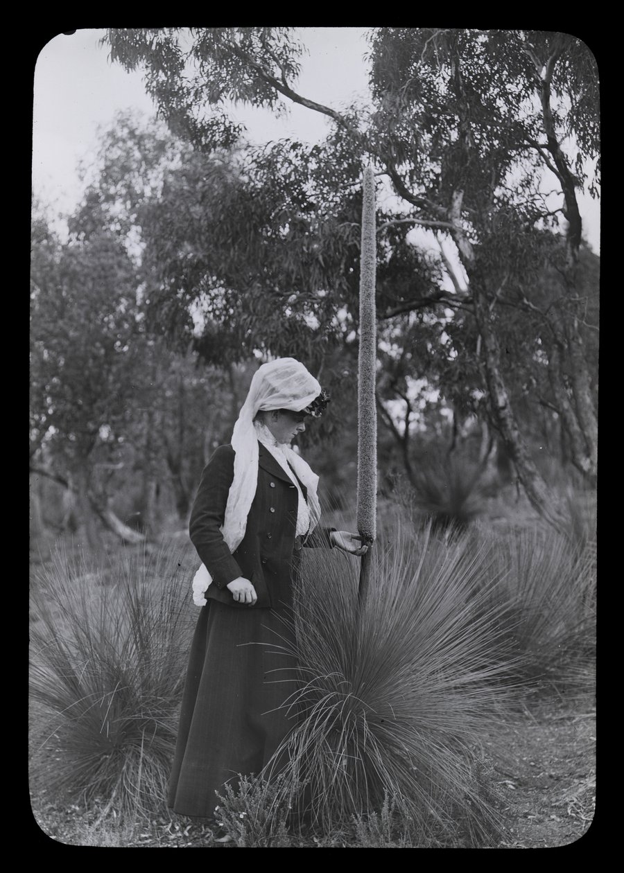 Amy y Xanthorrhoea de Archibald James Campbell
