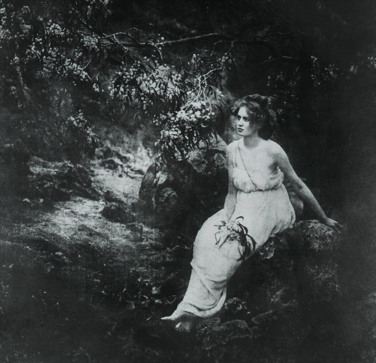 Wattle costero, Acacia longifolia de Archibald James Campbell