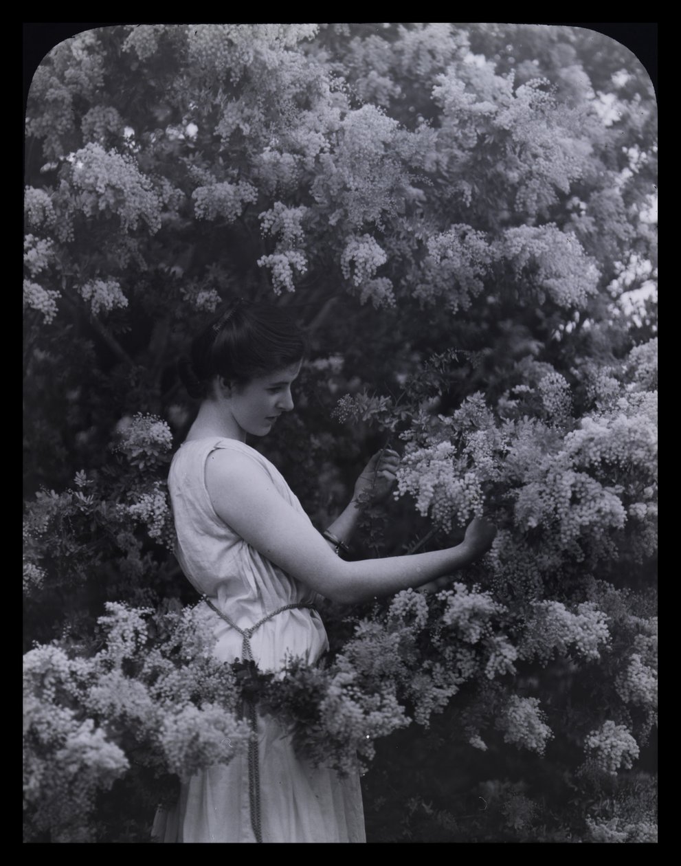 Wattle de Cootamundra de Archibald James Campbell