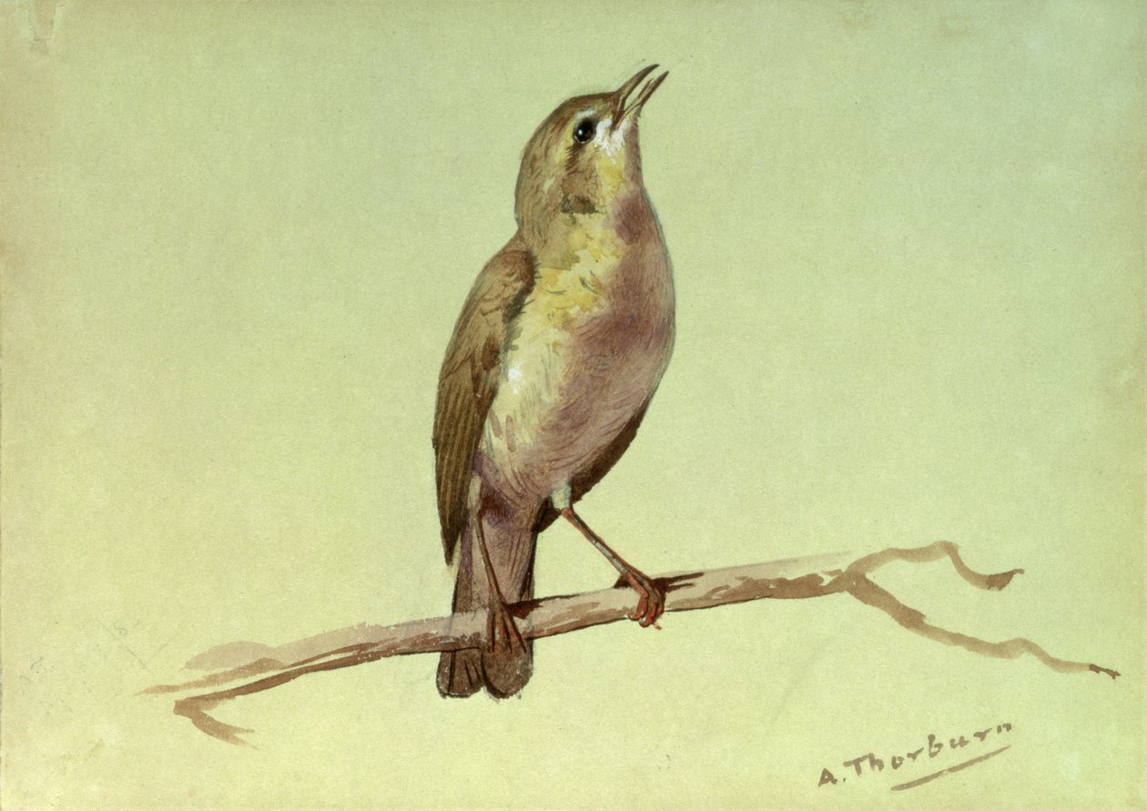 Una alondra de Archibald Thorburn