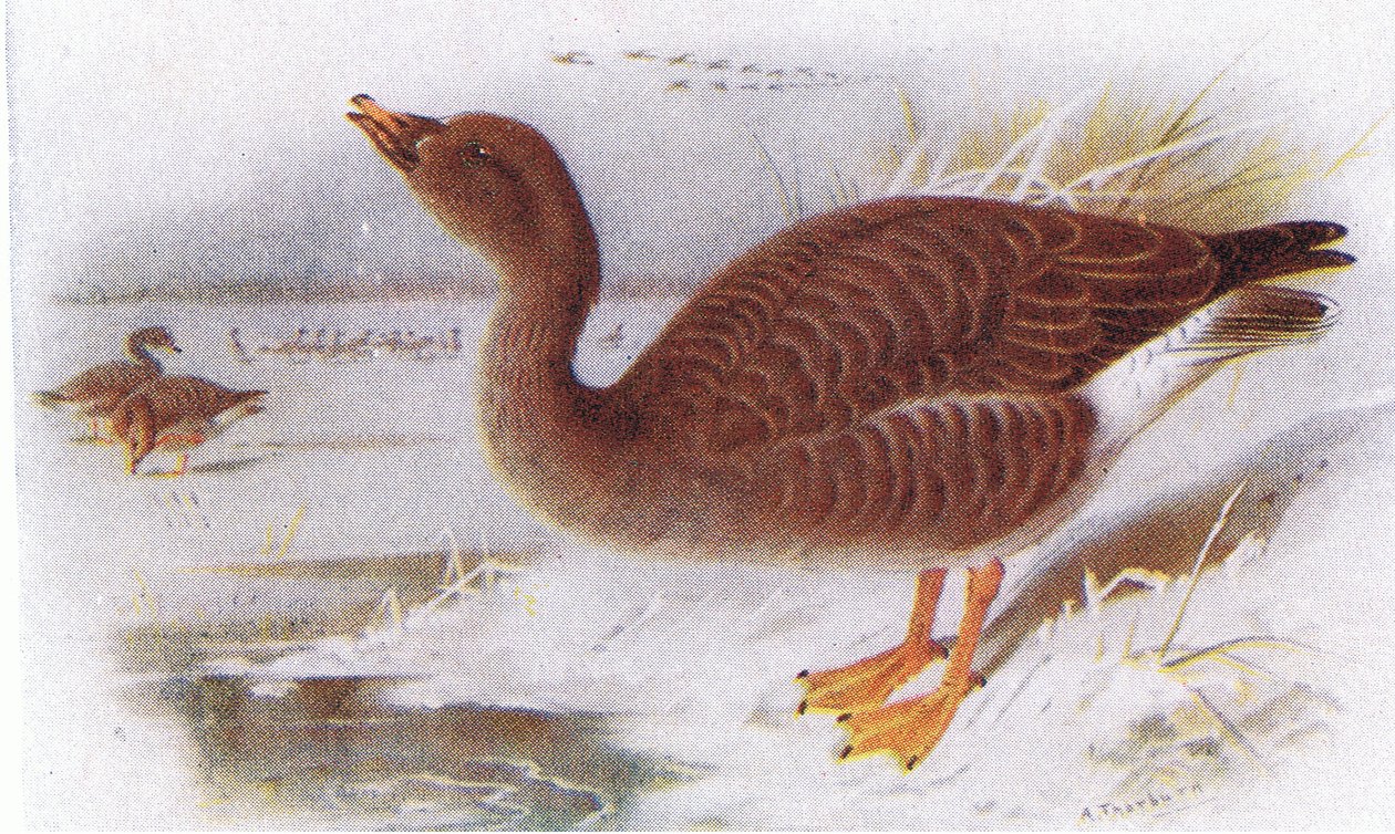 Ganso campestre de Archibald Thorburn
