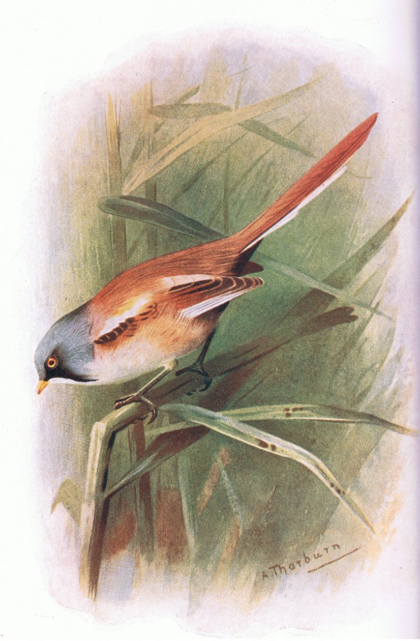 Mito barbudo, de British Birds publicado por Longmans, 1932 de Archibald Thorburn