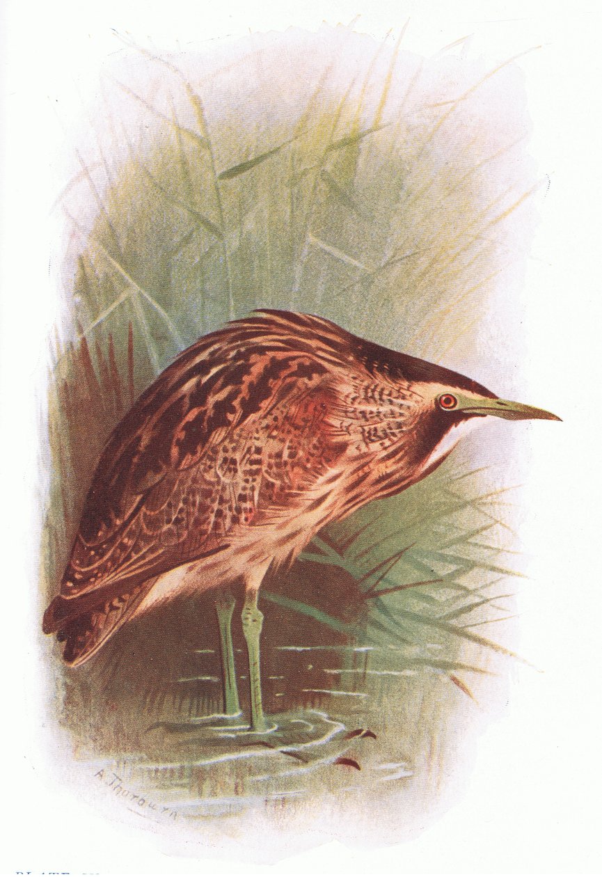 Avetoro, de British Birds publicado por Longmans, 1932 de Archibald Thorburn
