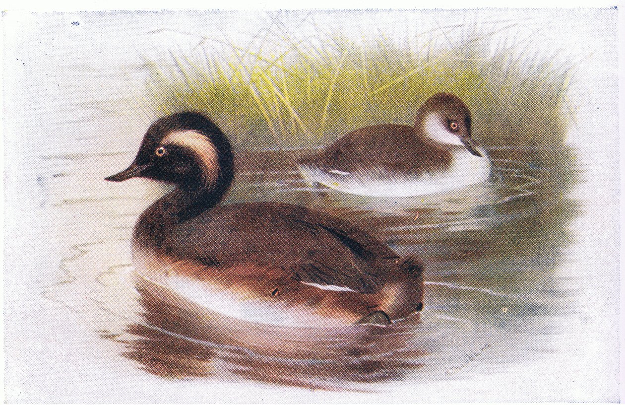 Zampullín Cuellinegro de Archibald Thorburn