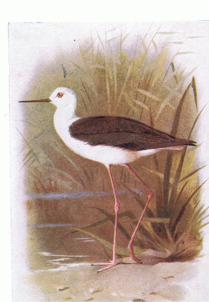 Cigüeñuela común, de Birds of the British Isles and Their Eggs publicado por Frederick Warne & Co Ltd, 1958 de Archibald Thorburn