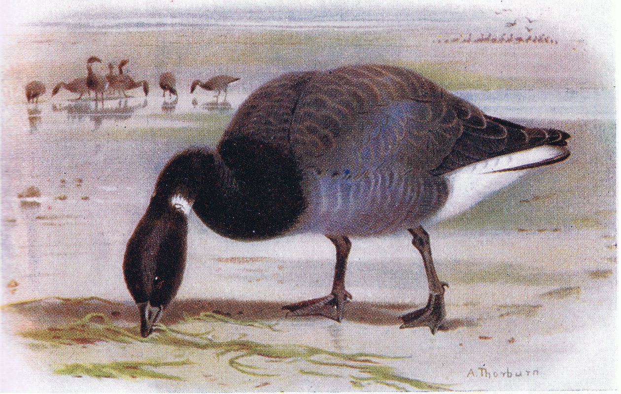 Ganso Brent de Archibald Thorburn