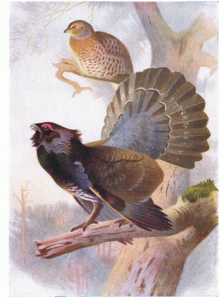 Urogallo de Archibald Thorburn