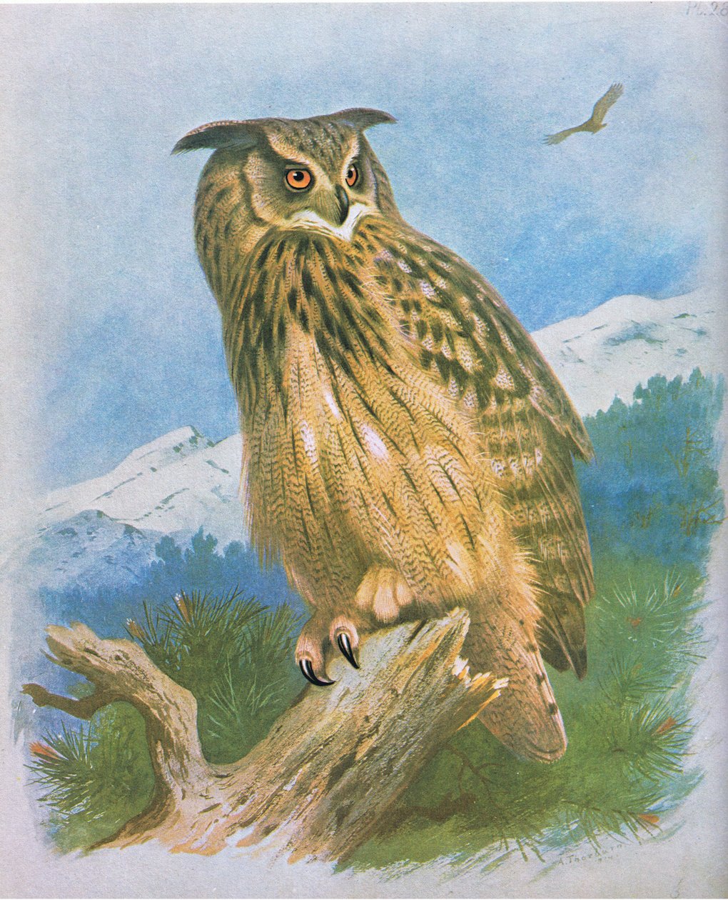 Búho real, pub. por Book Club Associates, 1972 de Archibald Thorburn