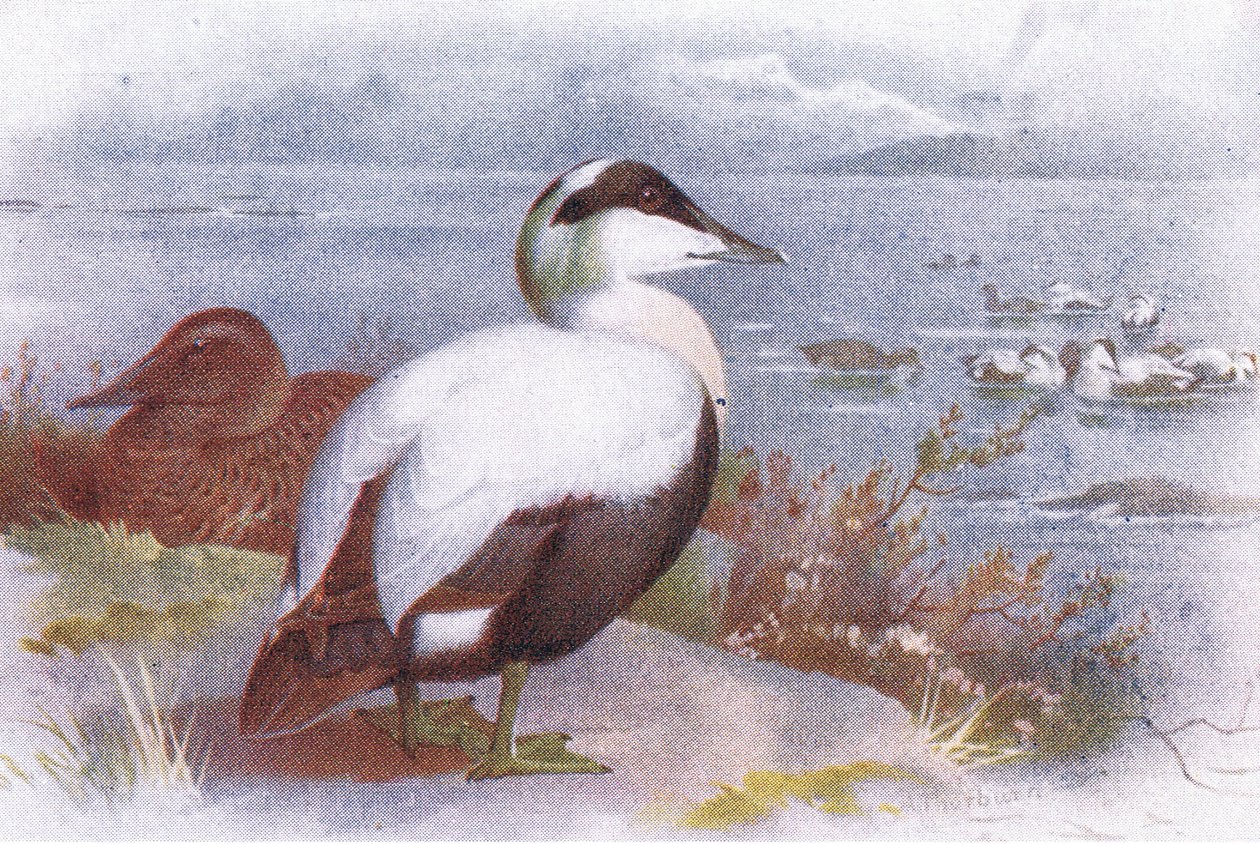 Eider de Archibald Thorburn