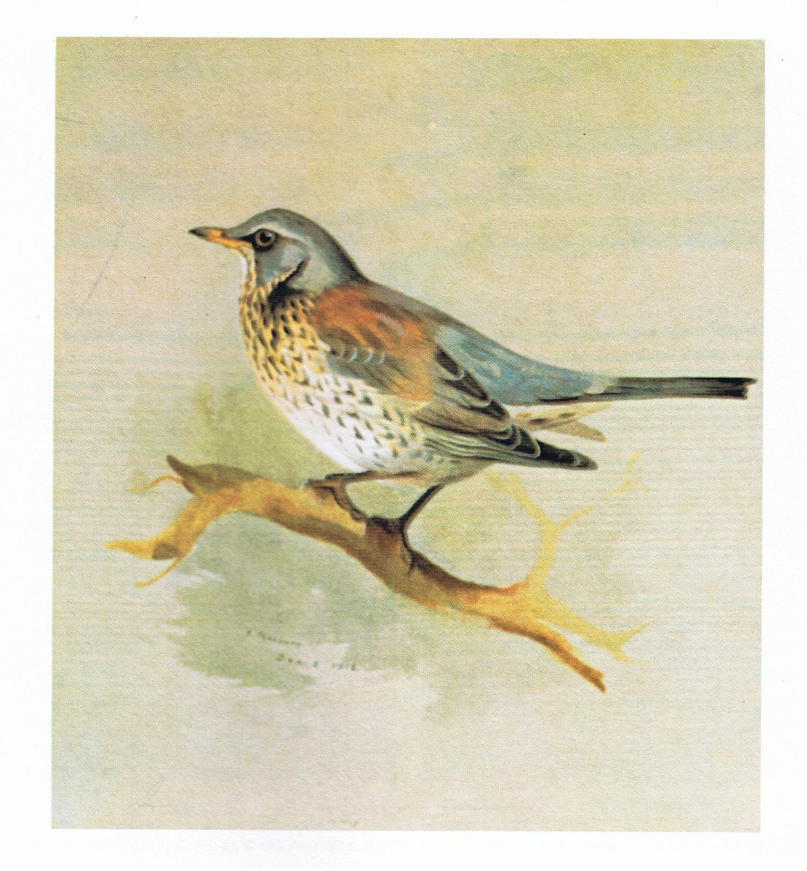 Zorzal Real, pub. por Book Club Associates, 1972 de Archibald Thorburn