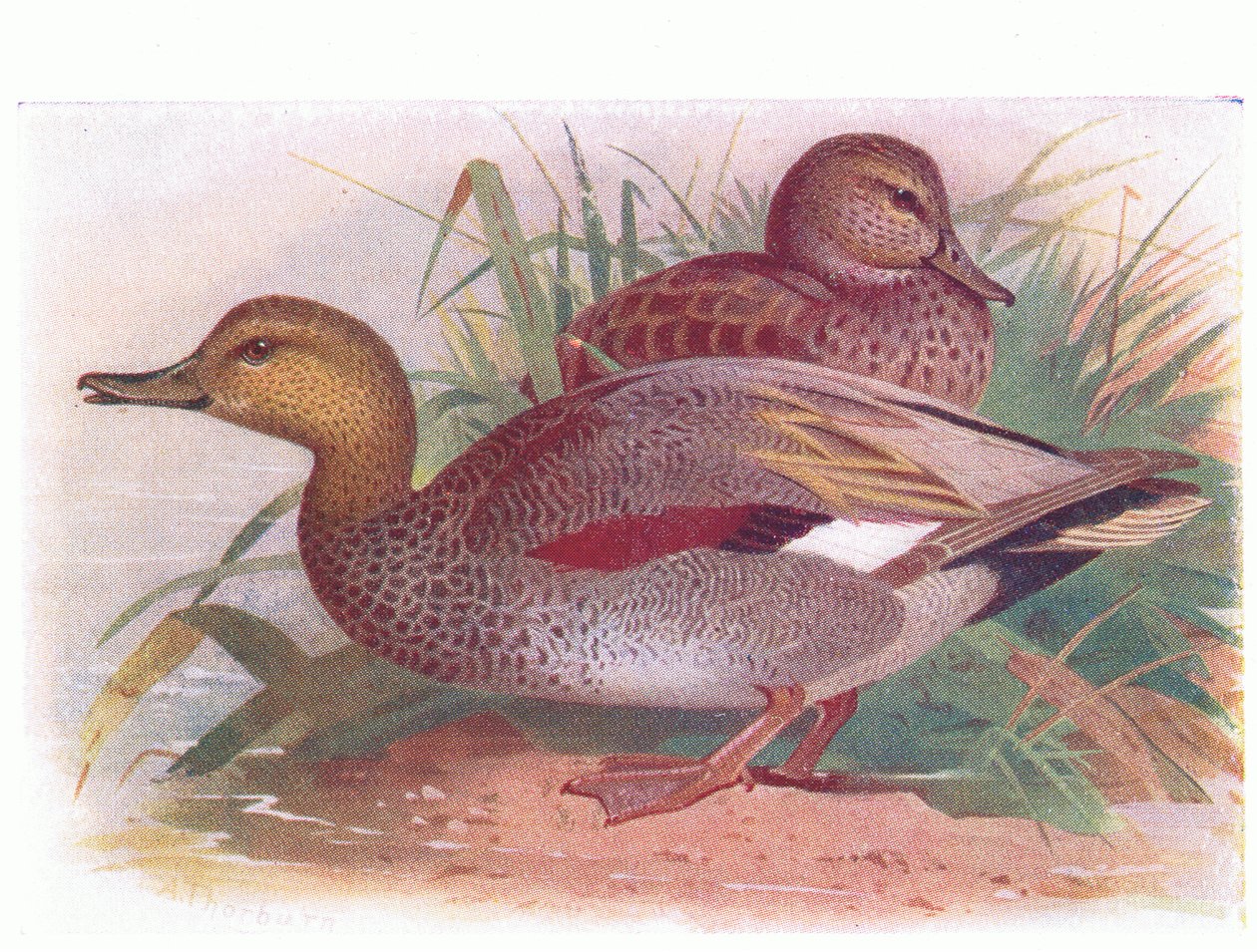 Ánade friso de Archibald Thorburn