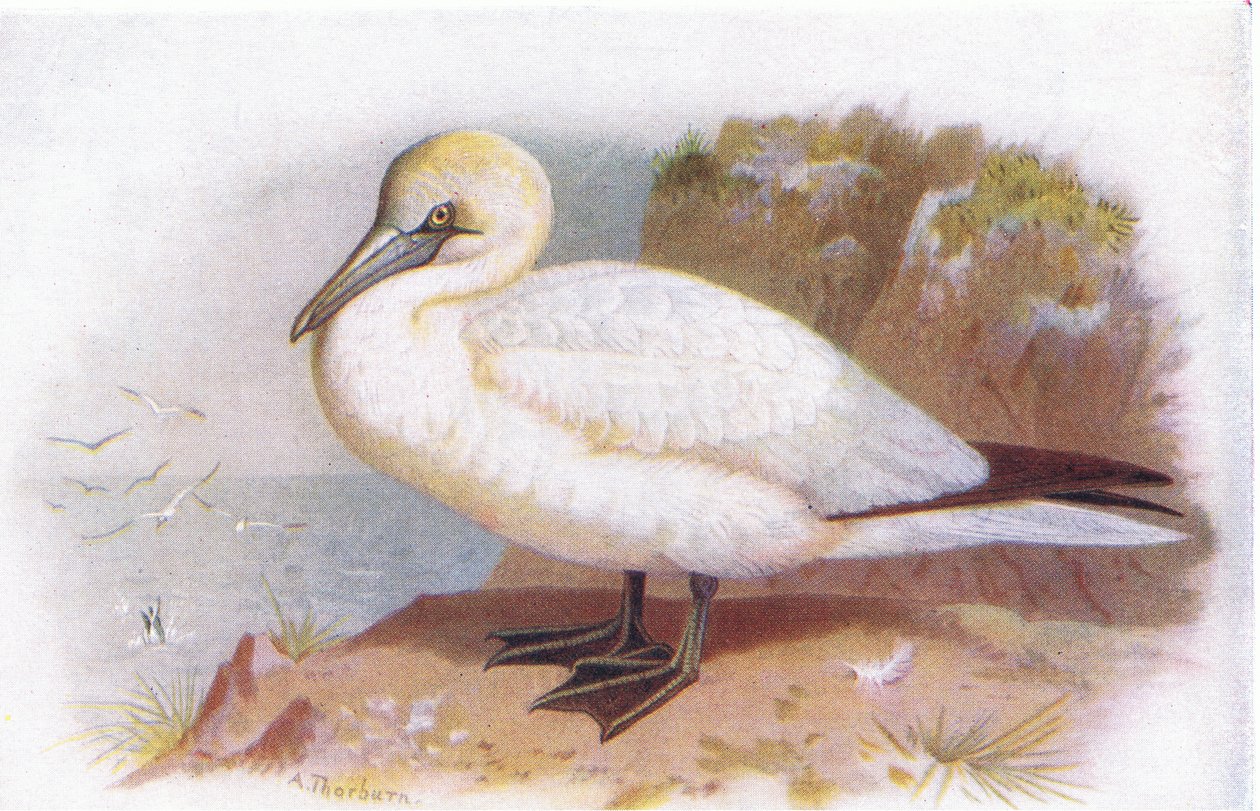 Alcatraz de Archibald Thorburn