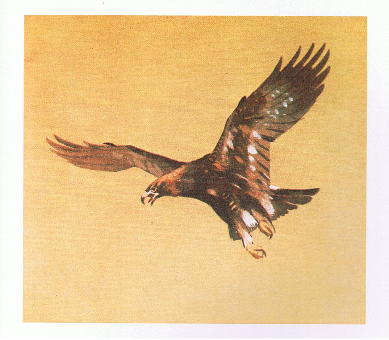 Estudios de águila real, pub. por Book Club Associates, 1972 de Archibald Thorburn
