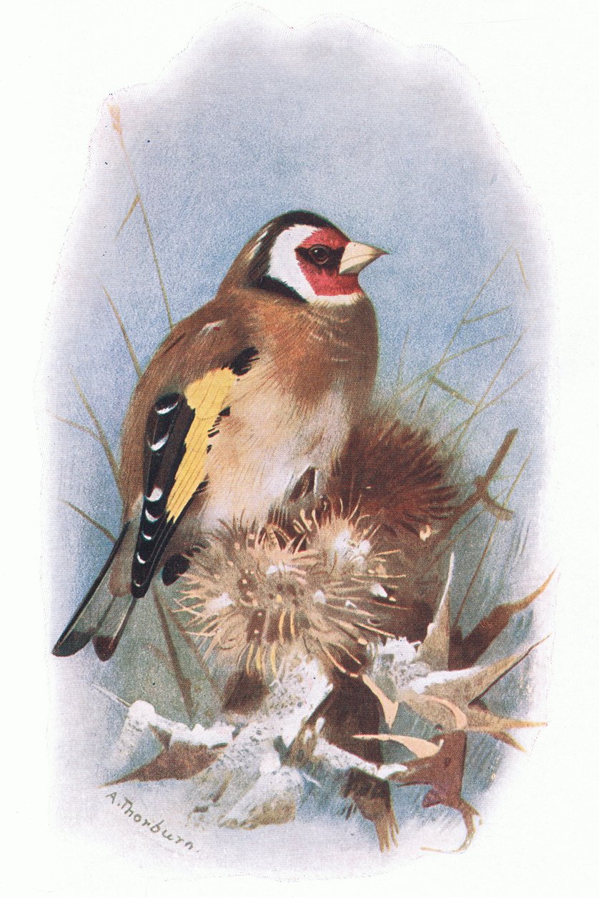 Jilguero, de British Birds publicado por Longmans, 1932 de Archibald Thorburn