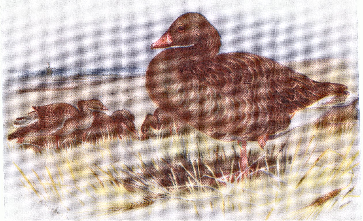 Ganso Lag Gris de Archibald Thorburn