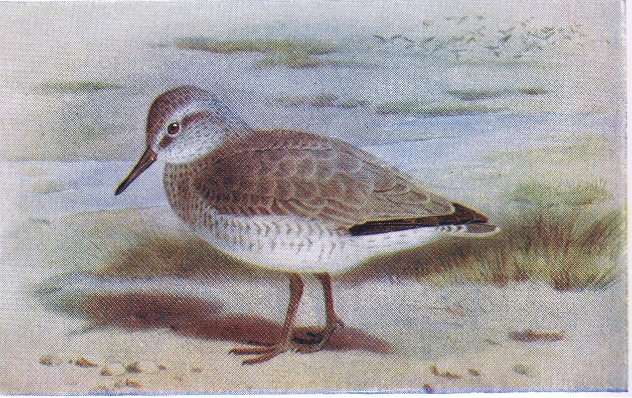 Correlimos gordo, de Birds of the British Isles and Their Eggs publicado por Frederick Warne & Co Ltd, 1958 de Archibald Thorburn