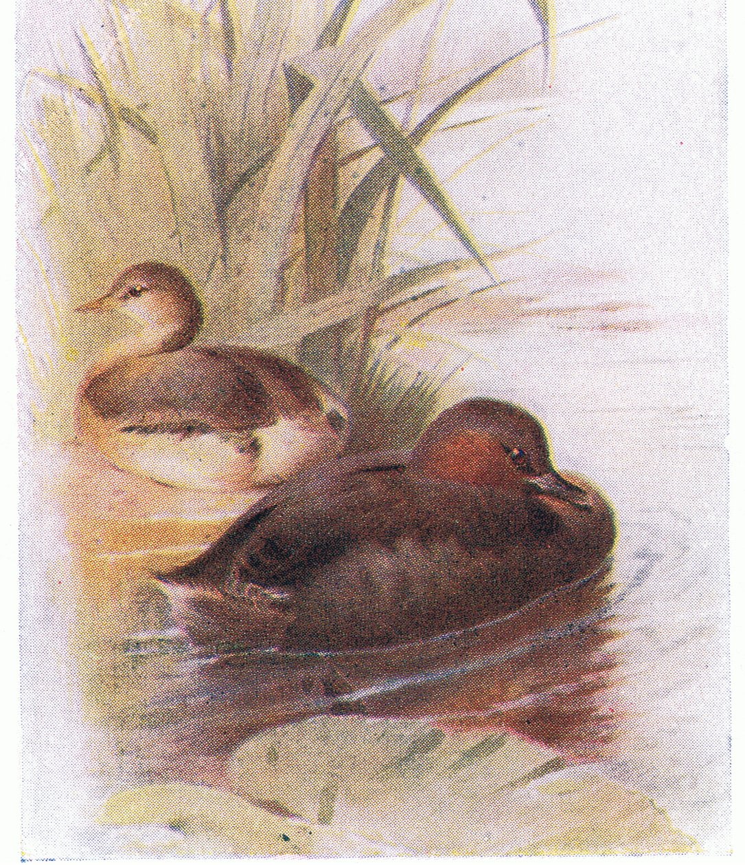 Zampullín chico de Archibald Thorburn