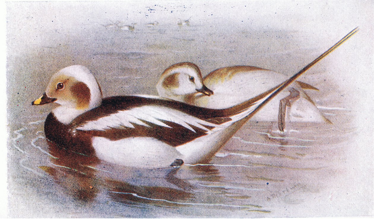 Pato de cola larga de Archibald Thorburn