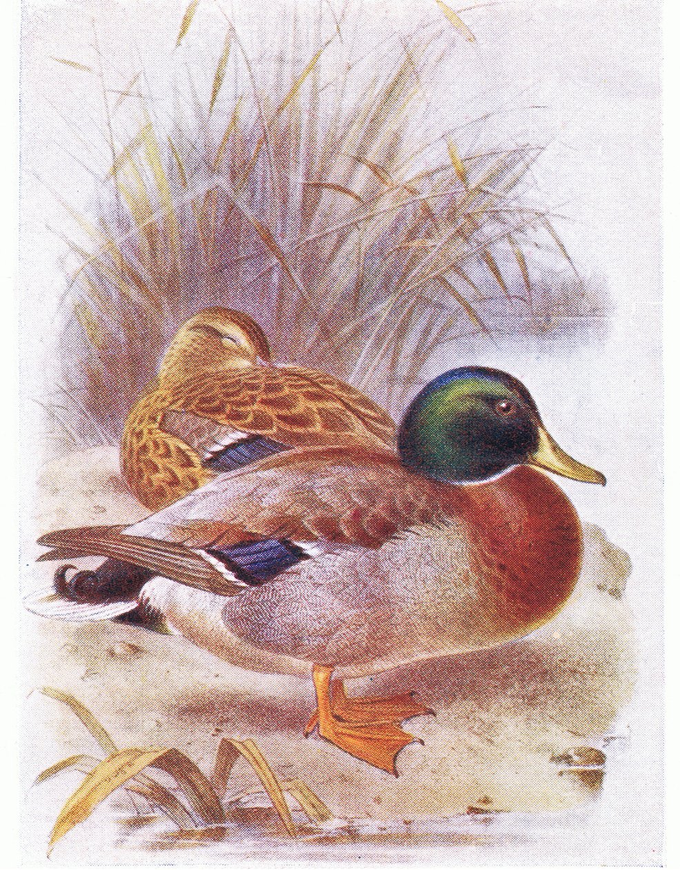 Ánade real de Archibald Thorburn