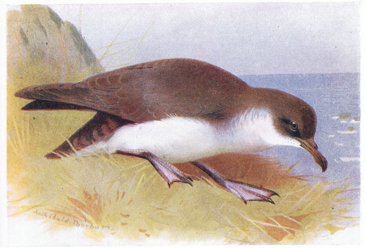 Pardela Manx de Archibald Thorburn