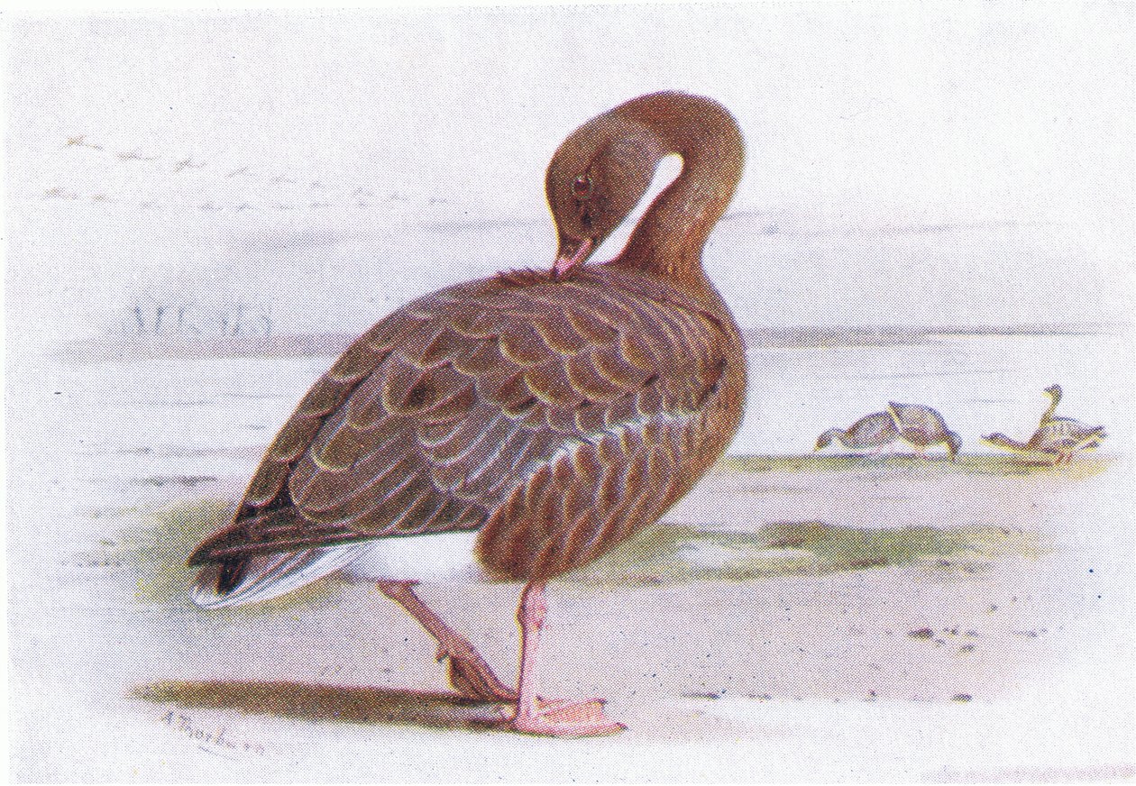 Ganso de patas rosadas de Archibald Thorburn