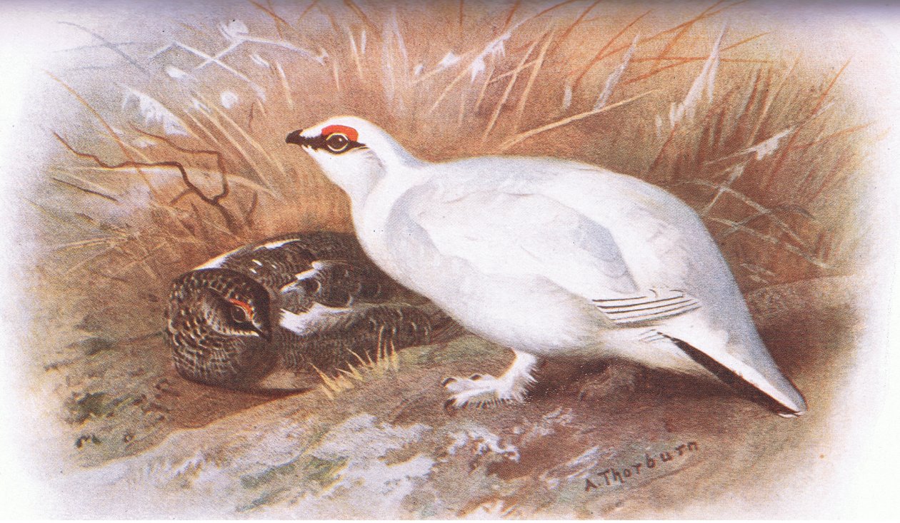 Perdiz nival, de British Birds publicado por Longmans, 1932 de Archibald Thorburn