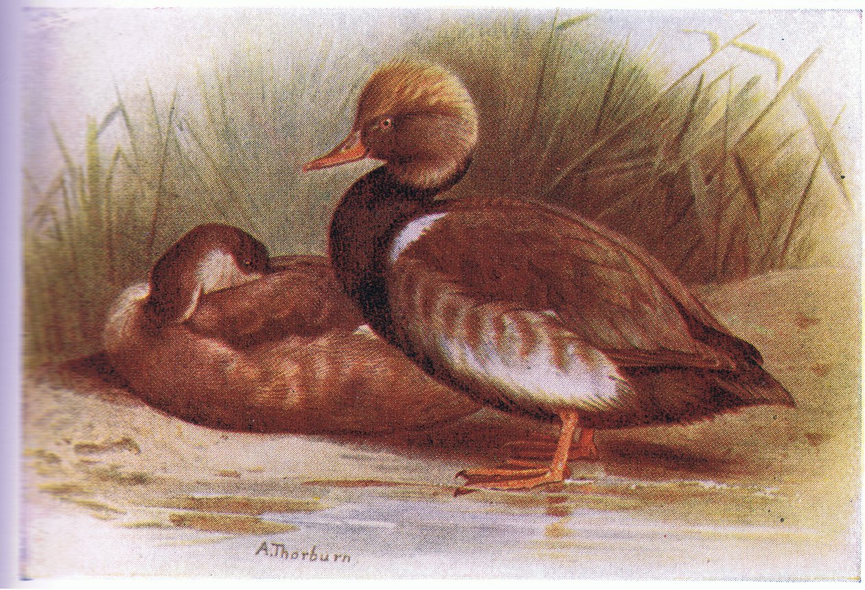 Pato Crestado Rojo de Archibald Thorburn