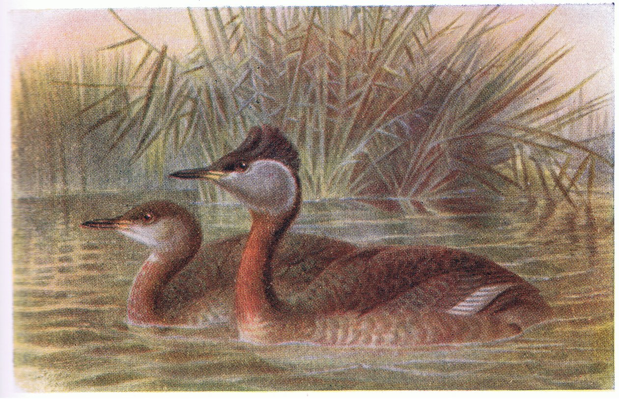 Somormujo Cuellirrojo de Archibald Thorburn