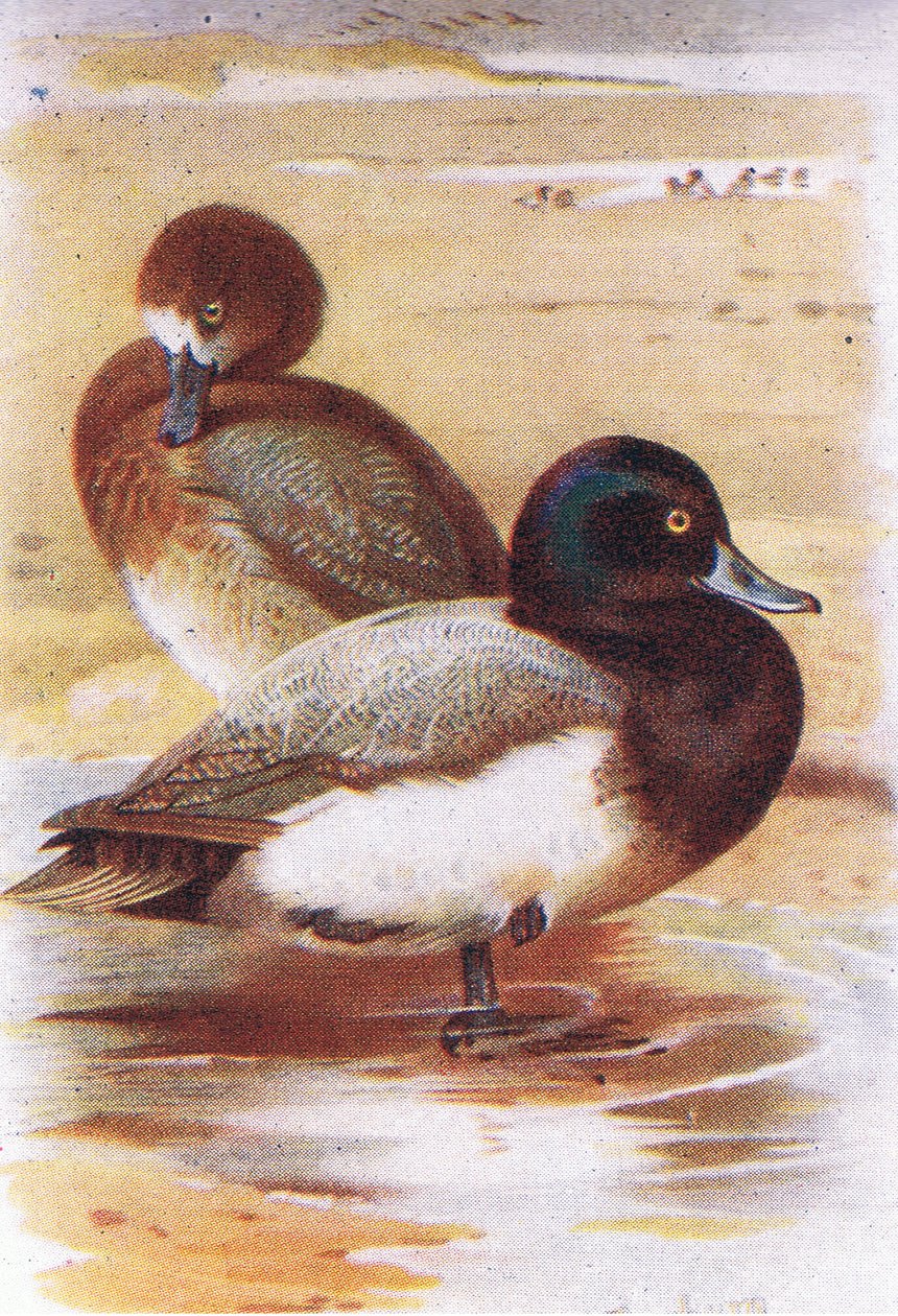 Porrón moñudo de Archibald Thorburn