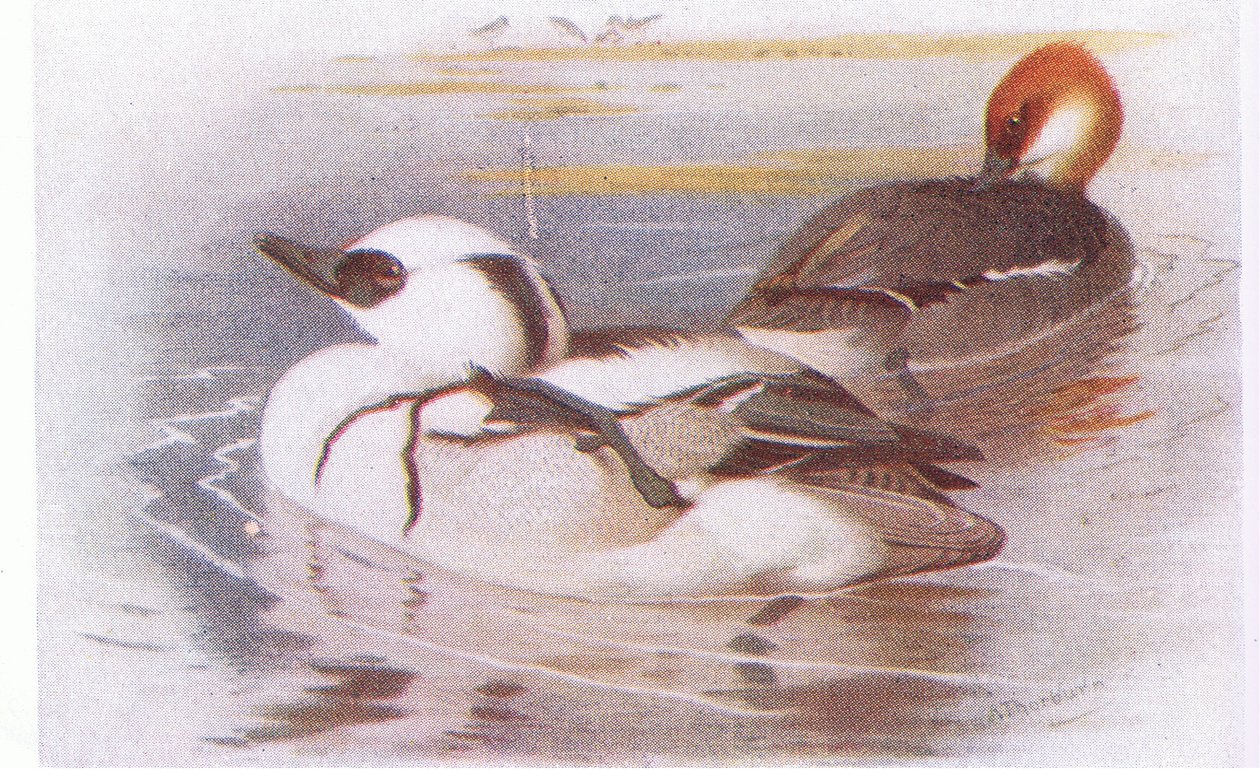 Serreta de Archibald Thorburn