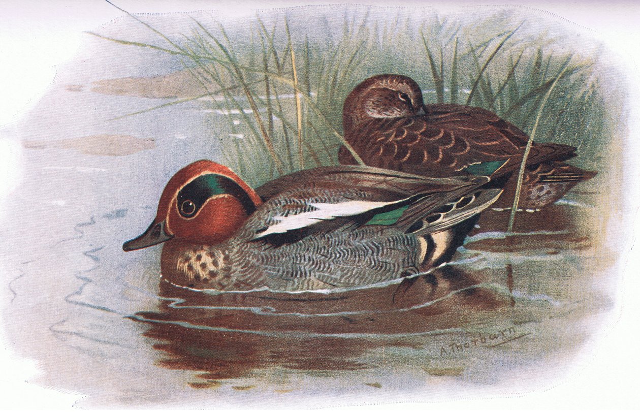 Cerceta, de British Birds publicado por Longmans, 1932 de Archibald Thorburn
