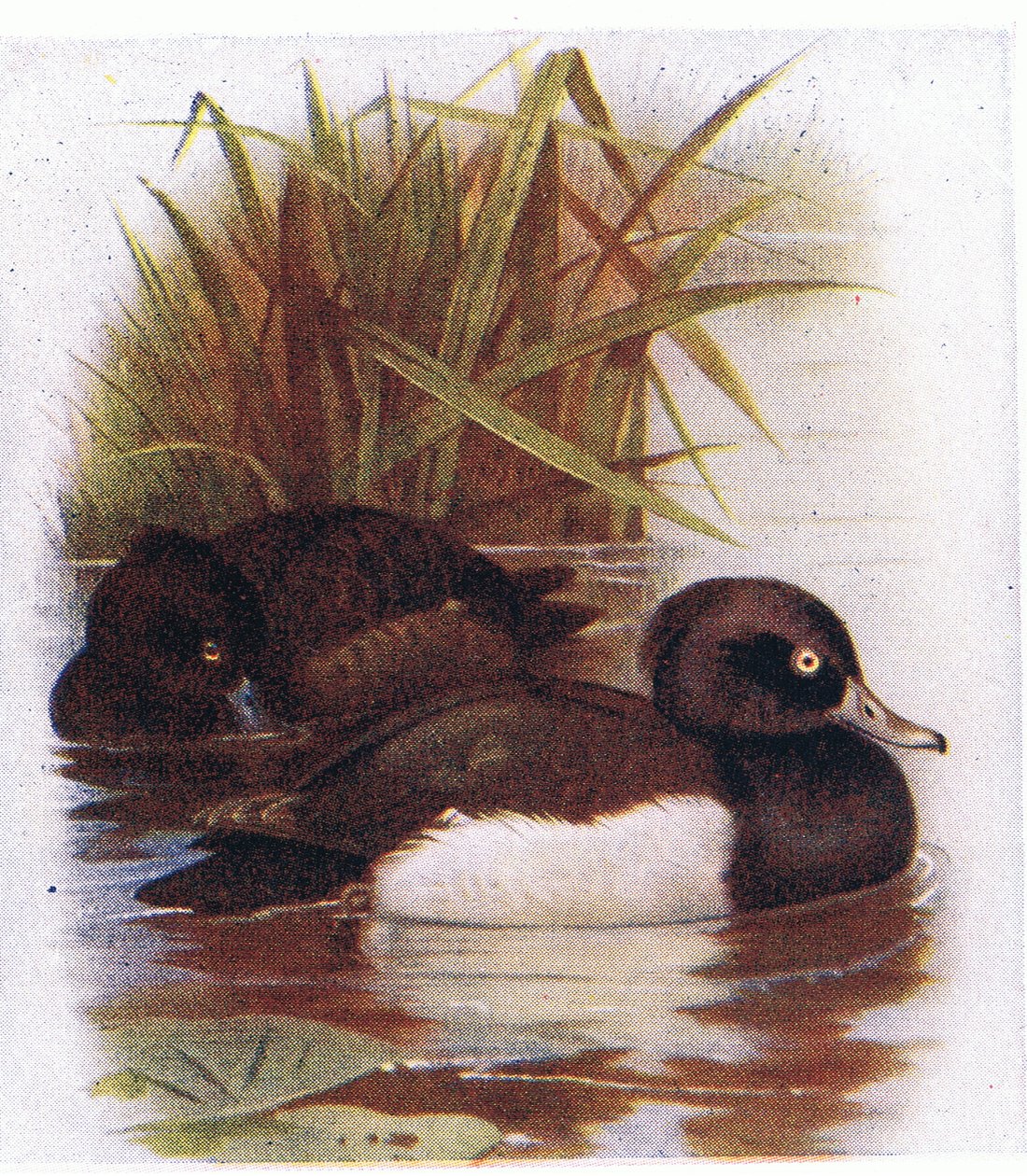 Pato Copetudo de Archibald Thorburn