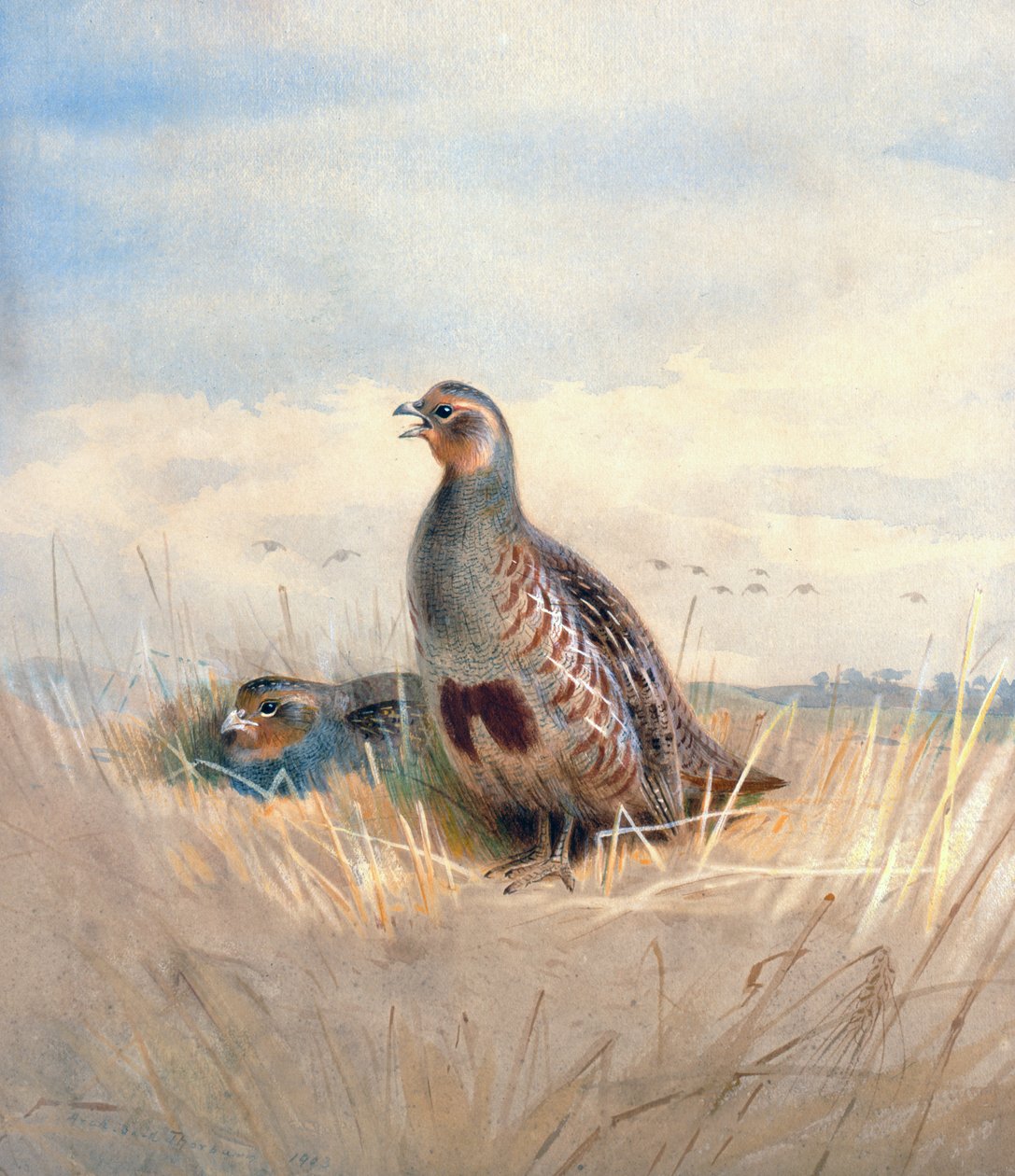 Dos perdices inglesas, 1903 de Archibald Thorburn