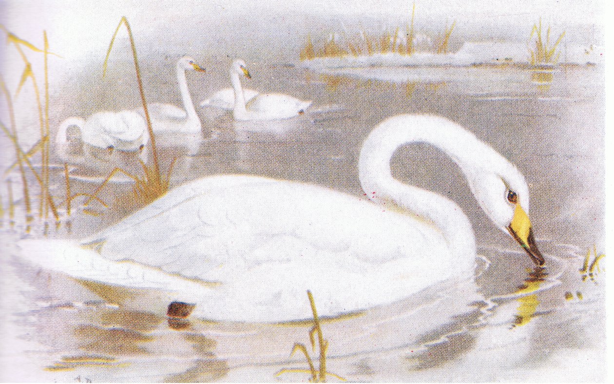 Cisne cantor de Archibald Thorburn