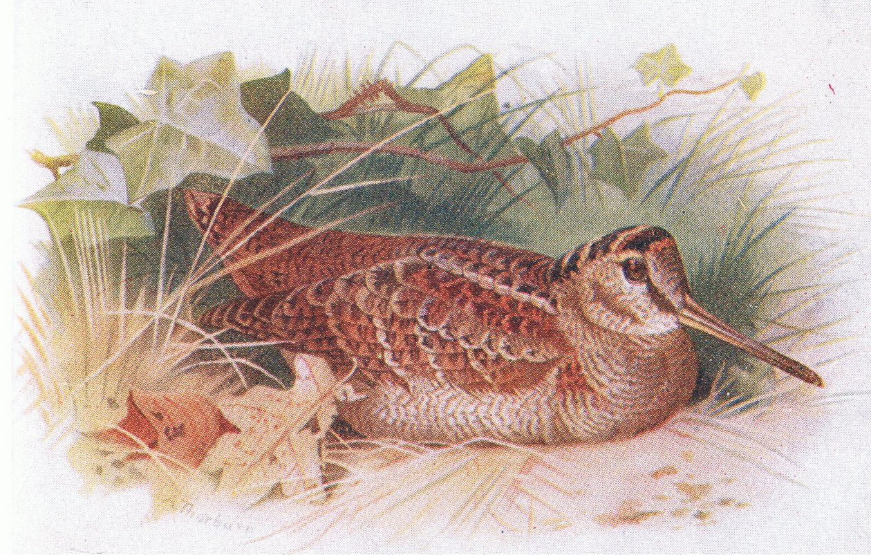 Becada, de Birds of the British Isles and Their Eggs publicado por Frederick Warne & Co Ltd, 1958 de Archibald Thorburn