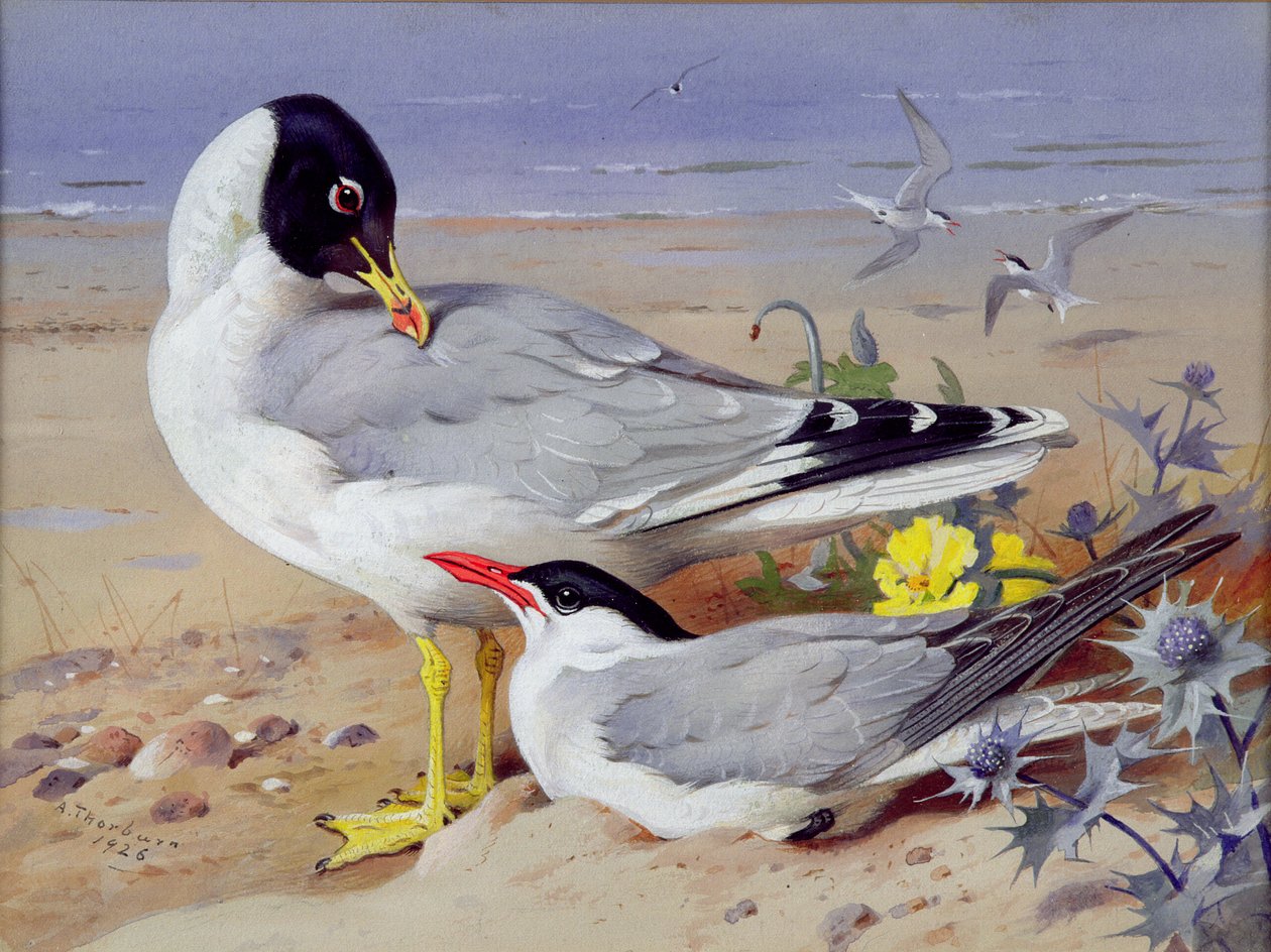 Gaviotas reidoras de Archibald Thornburn