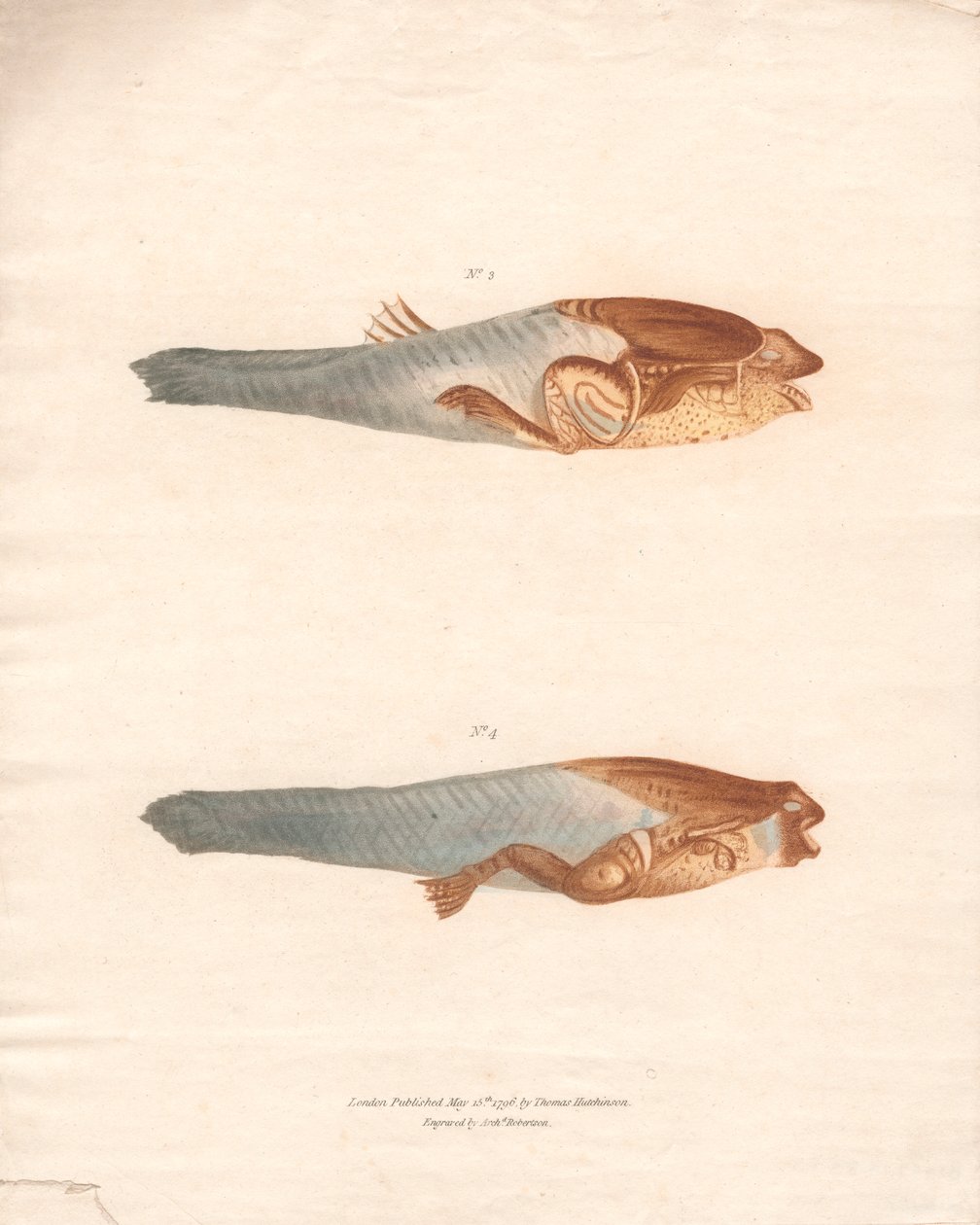 Nº 3 y 4 en las 8 etapas de crecimiento de la rana de Surinam de Archibald Robertson