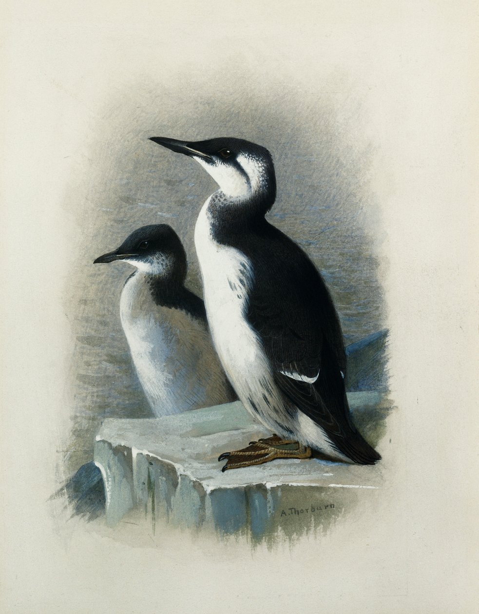 Un Arao de Brünnich de Archibald Thorburn