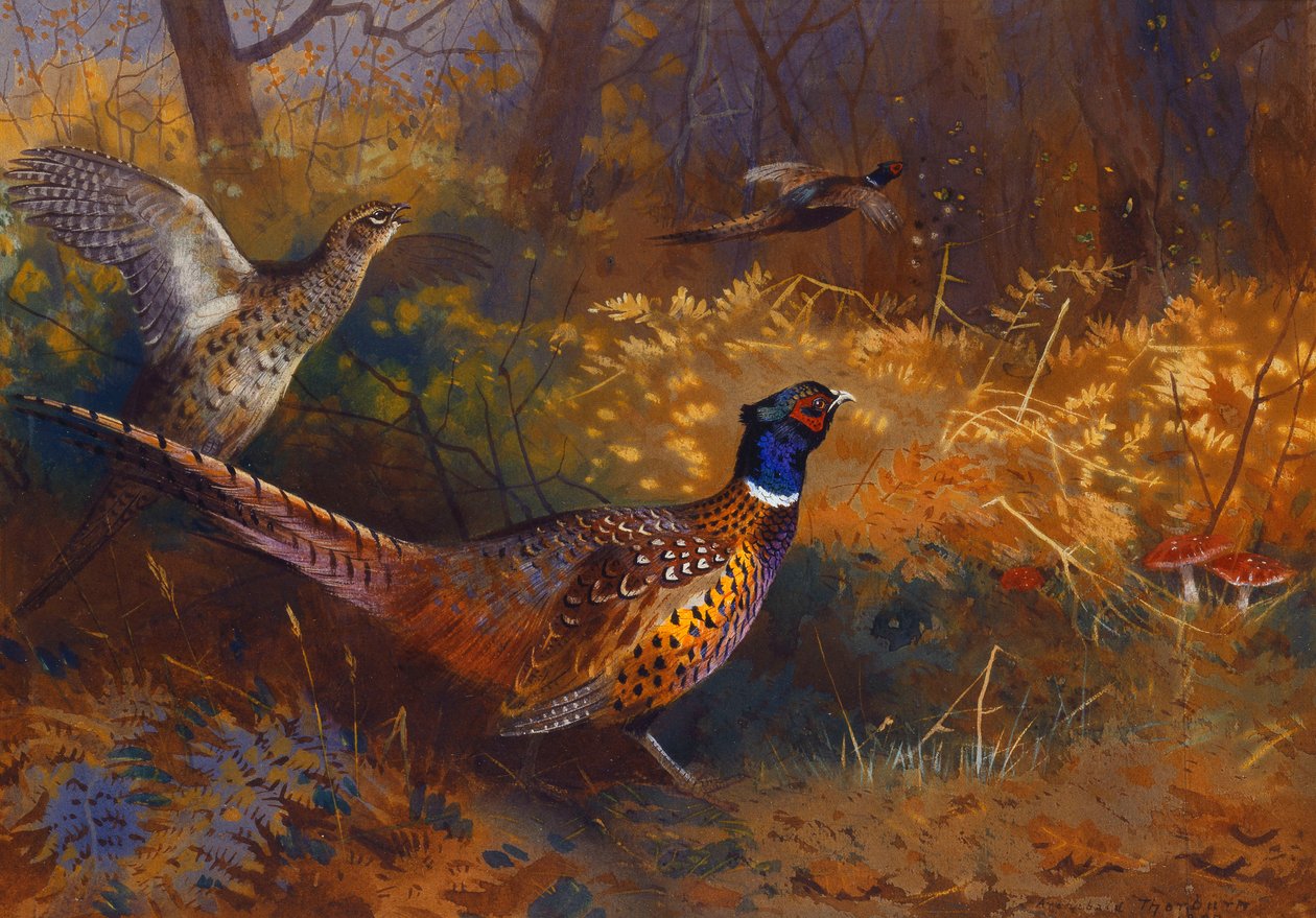 Un Faisán Macho y Hembra al Borde de un Bosque de Archibald Thorburn