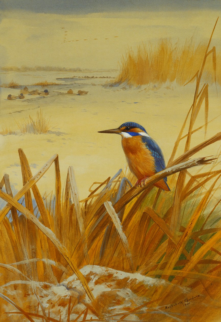 Un martín pescador entre juncos en invierno de Archibald Thorburn