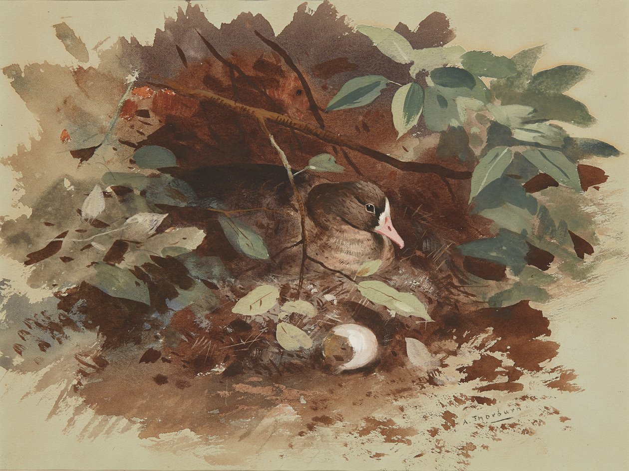 Una oca anidando de Archibald Thorburn