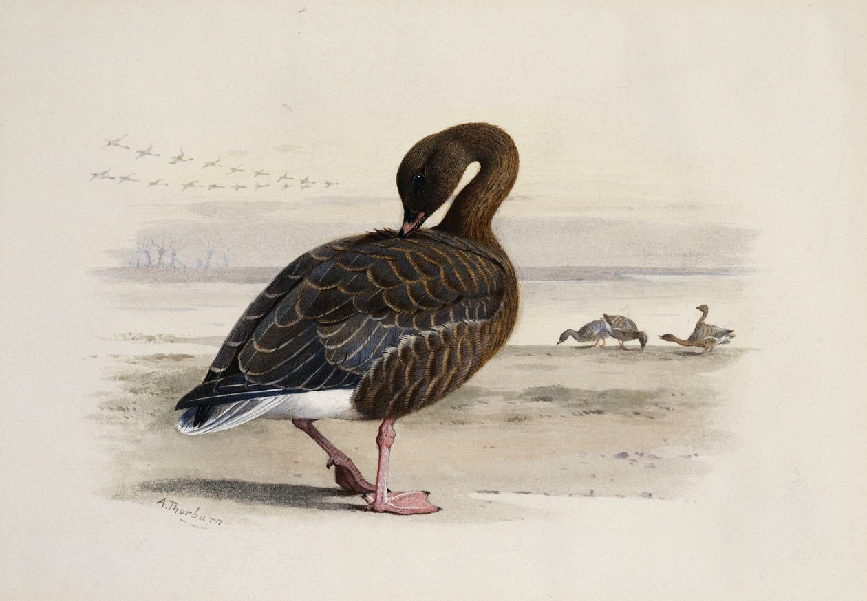 Un ganso de patas rosadas de Archibald Thorburn