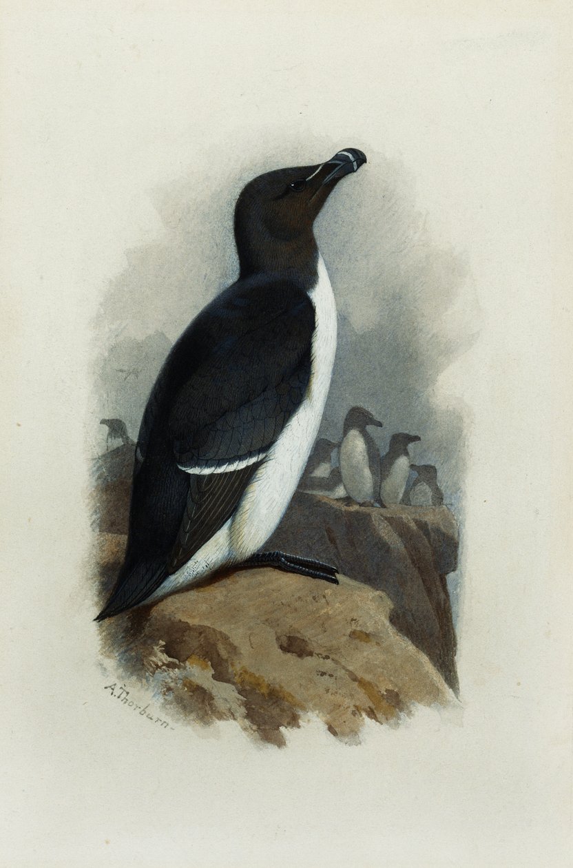 Un alca de Archibald Thorburn
