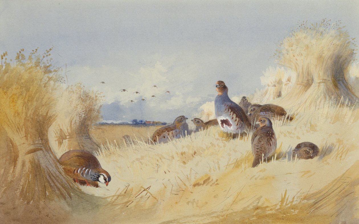 Una perdiz roja y una bandada de perdiz gris de Corn Stooks (lápiz y acuarela) de Archibald Thorburn