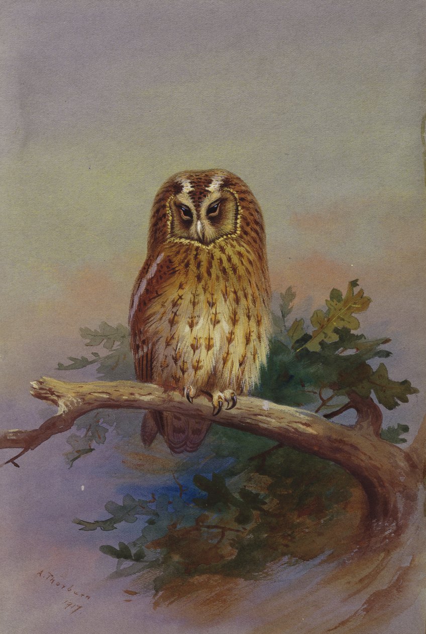 Búho pardo posado en una rama de roble de Archibald Thorburn