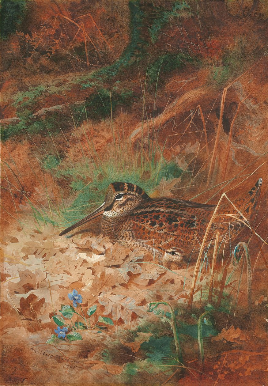 Una becada y un polluelo en la maleza de Archibald Thorburn