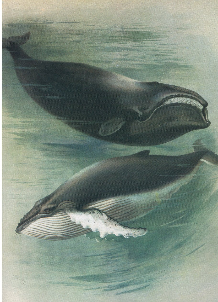 Ballena blanca atlántica y ballena jorobada, de los mamíferos de Thorburn publicados por Longmans and Co, c. 1920 de Archibald Thorburn
