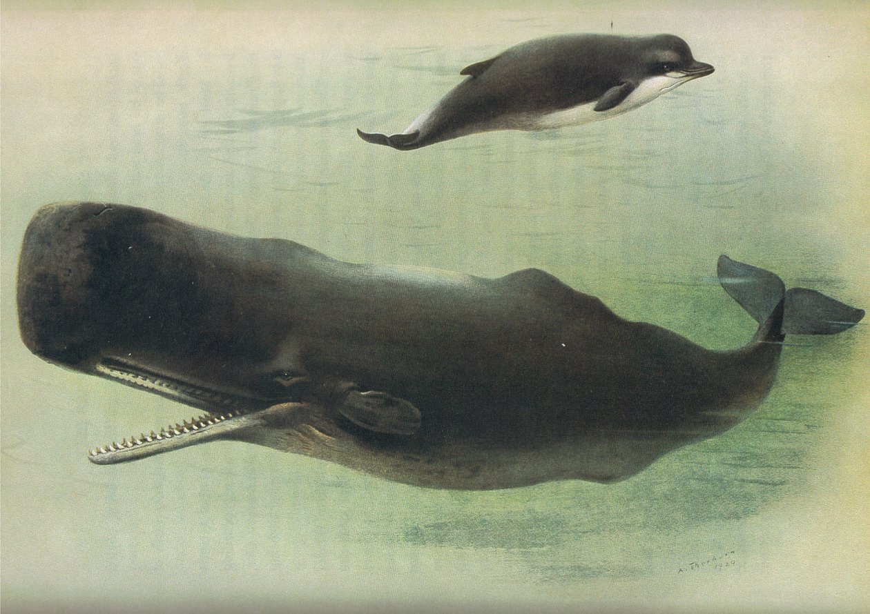 Ballena nariz de botella y cachalote, de los mamíferos de Thorburn publicado por Longmans and Co, c. 1920 de Archibald Thorburn