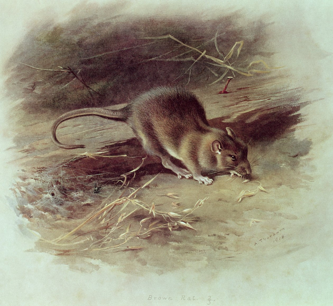 Rata Marrón (Rattus norvegicus) 1918 de Archibald Thorburn