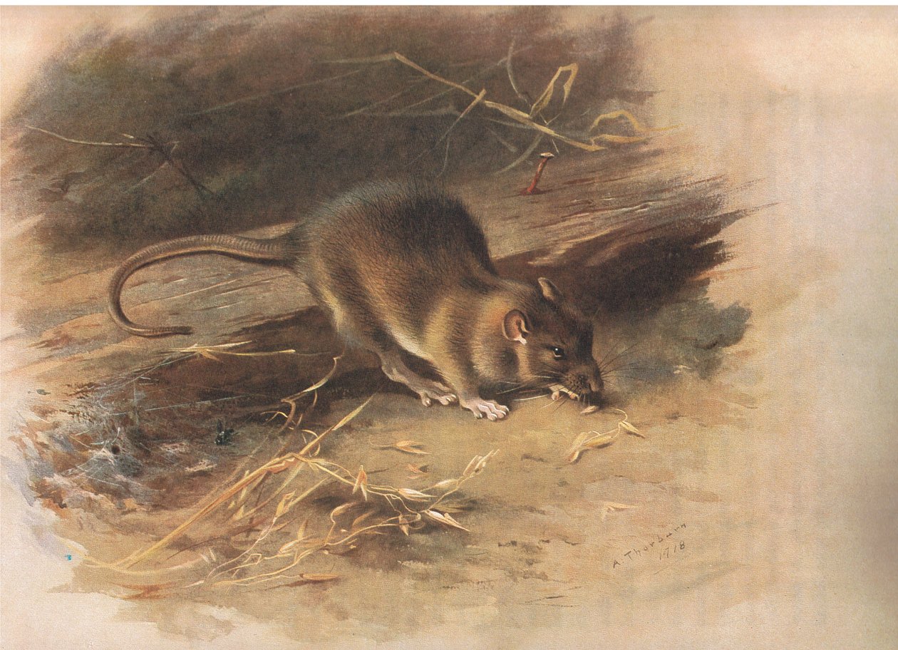 Rata parda, de los mamíferos de Thorburn publicado por Longmans and Co, c. 1920 de Archibald Thorburn